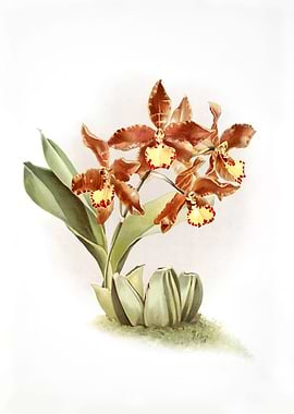 Odontoglossum Insleayi