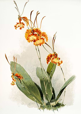 Oncidium Kramerianum