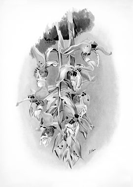 Orchids 1894 Black White