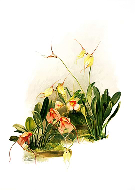 Masdevallias Courtauldiana