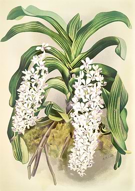 Saccolabium Giganteum