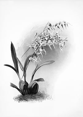 Orchids 1894 Black White