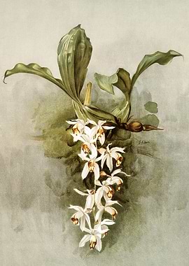 Swains Coelogyne Orchid