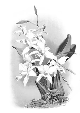 Orchids 1894 Black White