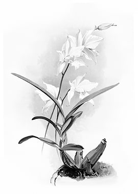 Orchids 1894 Black White