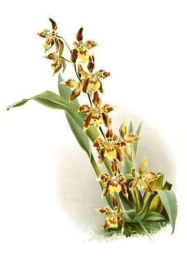 Odontoglossum Luteo Purpur