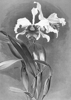 Orchids 1894 Black White