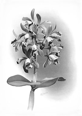 Orchids 1894 Black White