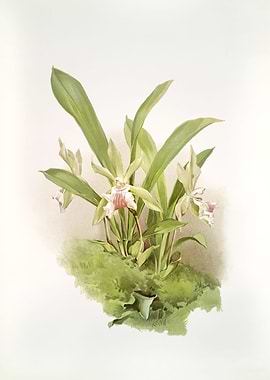 Zygopetalum Wendlandi