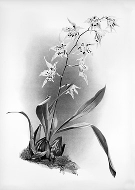 Orchids 1894 Black White