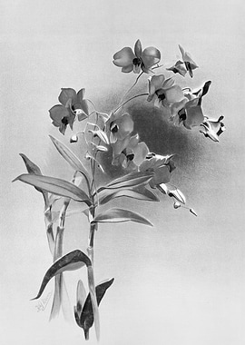 Orchids 1894 Black White