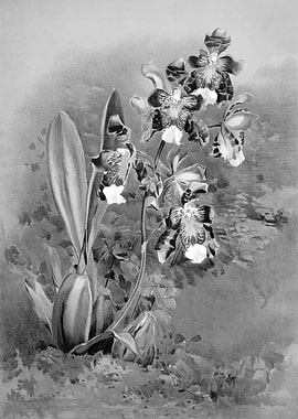 Orchids 1894 Black White