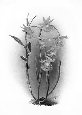 Orchids 1894 Black White
