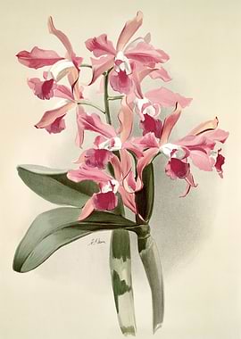 LaelioCattleya Elegans
