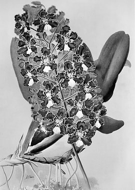 Orchids 1894 Black White