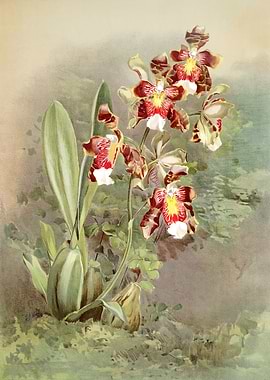 Odontoglossum Harryanum