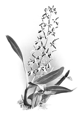 Orchids 1894 Black White