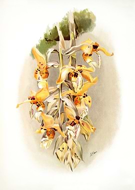 Stanhopea Shuttleworthii