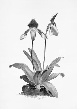 Orchids 1894 Black White