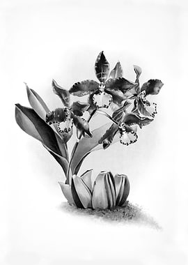 Orchids 1894 Black White