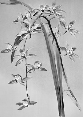 Orchids 1894 Black White
