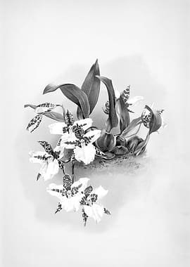 Orchids 1894 Black White