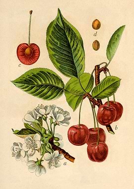 Flora Prunus Dubia Cerasus
