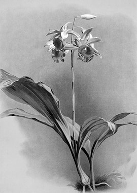 Orchids 1894 Black White