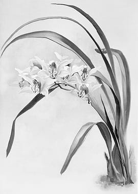 Orchids 1894 Black White