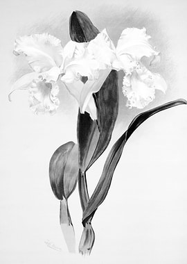 Orchids 1894 Black White