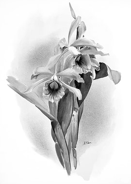 Orchids 1894 Black White