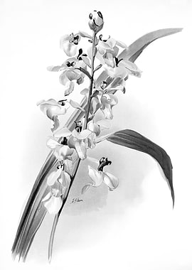 Orchids 1894 Black White