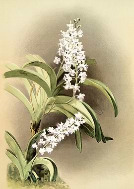 Saccolabium Coeleste