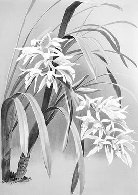 Orchids 1894 Black White