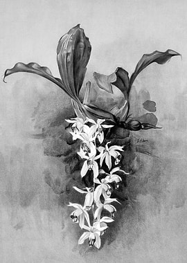 Orchids 1894 Black White