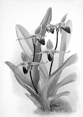 Orchids 1894 Black White
