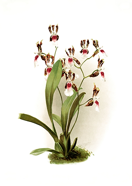 Odontoglossum Schroderianu