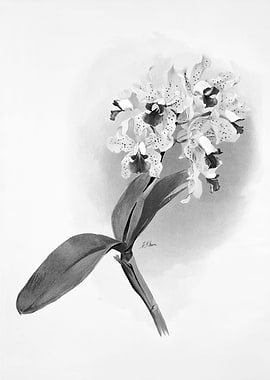 Orchids 1894 Black White