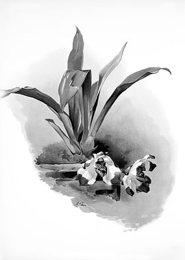 Orchids 1894 Black White