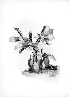 Orchids 1894 Black White