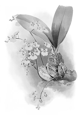 Orchids 1894 Black White