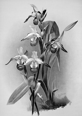 Orchids 1894 Black White
