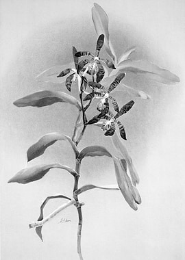 Orchids 1894 Black White