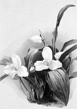 Orchids 1894 Black White
