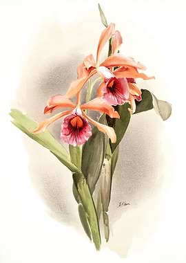 Laelia Grandis