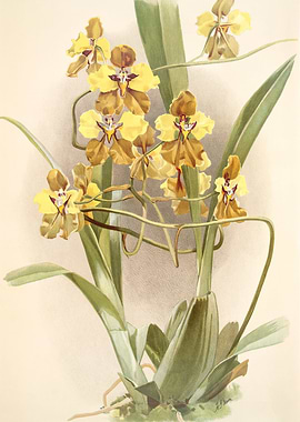 Oncidium Macranthum