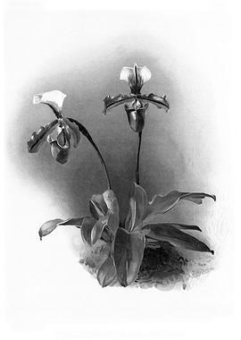Orchids 1894 Black White