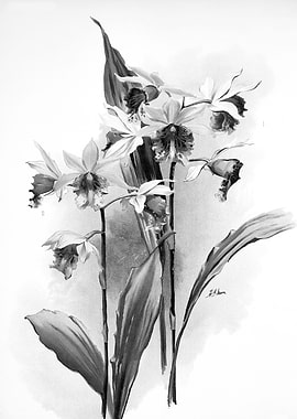 Orchids 1894 Black White