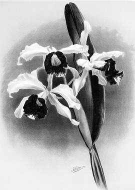 Orchids 1894 Black White