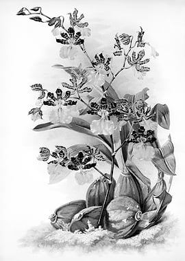 Orchids 1894 Black White